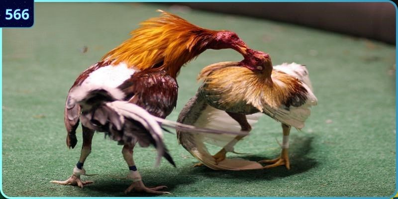 Hình thức đá gà 566 phổ biến