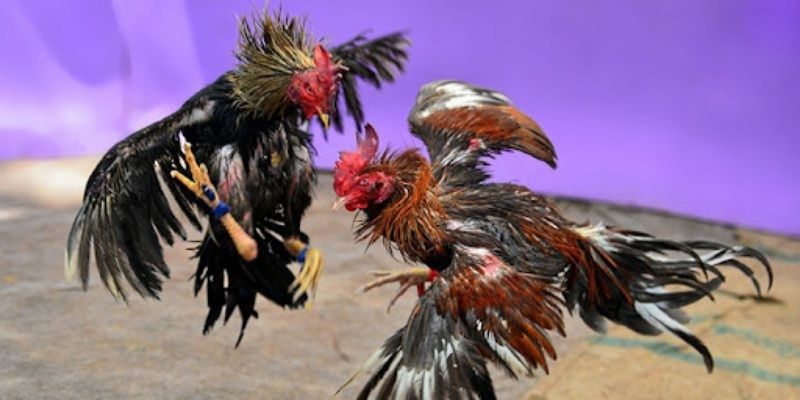 Điểm đặc biệt nhà cái mang lại